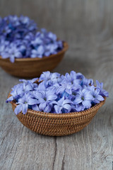 Still Life With Little Blue Flowers