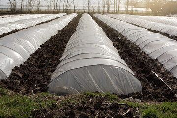 many rows of low greenhouses, early growing vegetables, farmland