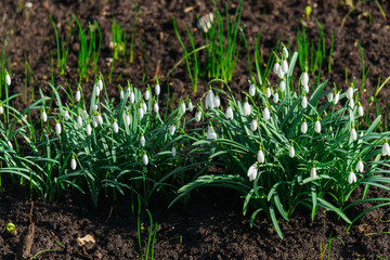 Snowdrops in the forest in the early spring. Wild flowers on the meadow.