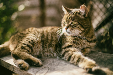 portrait of a tabby cat