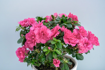 A pot of pink azaleas on a white table