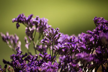 Obraz premium flor morada