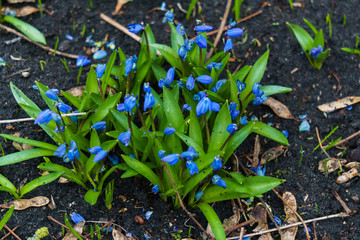 Bushes of the first blue snowdrops in the forest in early spring.