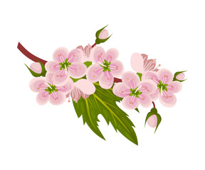 Hawthorn Blossoming Floral Branch with Pink Flowers Vector Illustration