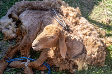 Sheep shearing by the nomad method manually.