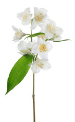 jasmine isolated branch ten white blooms