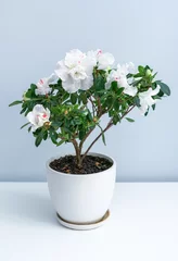 Tuinposter Azalea A pot of pink and white azaleas on the white table