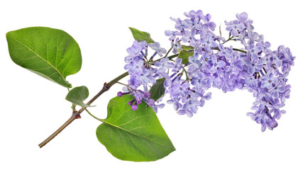 isolated light blue lilac bloom branch