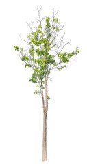 Obraz premium green summer maple with partly bare branches