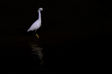 Snowy Egret, Egretta Thula, standing in the water, low key low light photography, Bombinhas, Brazil, South America