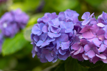 hydrangea