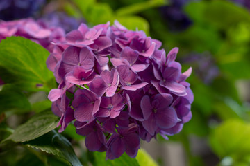 hydrangea