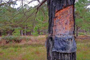 Close up of pine resin extraction from pine trees. Crude pine oleoresin extraction system, Rio Grande Do Sul, Brazil