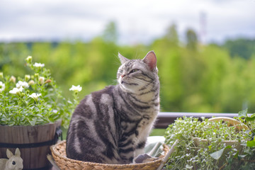 ベランダで森林浴をする猫