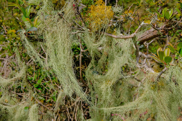 Beard lichen growing on trees in the forest, Lagoa do Peixe National Park, Rio Grande Do Sul, Brazil