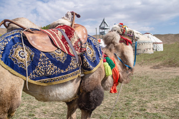 Kyrgyzstan city of Talas September 2019. A camel with national decorations.