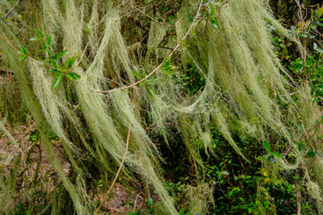 Beard lichen growing on trees in the forest, Lagoa do Peixe National Park, Rio Grande Do Sul, Brazil