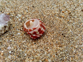 Shell on the sand. Suitable for frameworks, quotes and other projects.