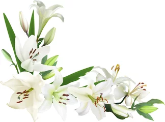 Foto op Plexiglas corner from light color lily flowers on white © Alexander Potapov