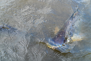 Pangasius fish are swimming up to the surface to breath or to wait for food.