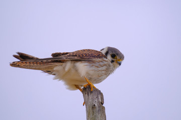 Female Common Kestrel, Falco Tinnunculus, Santa Teresa National Park, Punta Del Diablo, Rocha,...