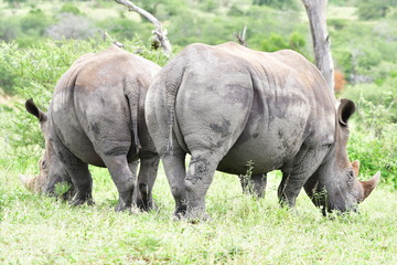 Fototapeta premium White rhinoceros in Hluhluhwe Imfolozi game reserve in South Africa