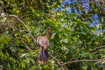 The hoatzin (Opisthocomus hoazin), is a species of tropical bird found in swamps, riparian forests, and mangroves of the Amazon and the Orinoco basins in South America.