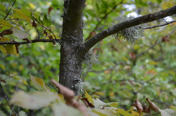 tree with green leaves