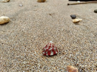 Shell on the sand. Suitable for frameworks, quotes and other projects.