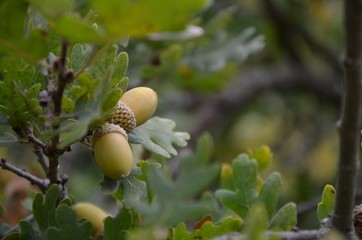 acorns on the tree