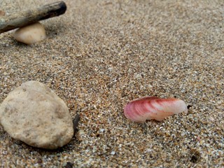 Shell on the sand. Suitable for frameworks, quotes and other projects.