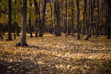 autumn forest