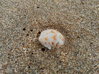 Shell on the sand. Suitable for frameworks, quotes and other projects.