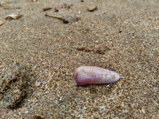 Shell on the sand. Suitable for frameworks, quotes and other projects.