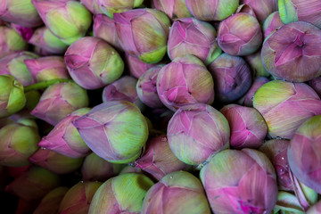 Selective focus of Beautiful fresh pink lotus buds flowers background.