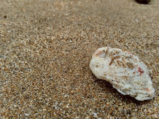 Shell on the sand. Suitable for frameworks, quotes and other projects.