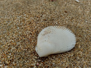 Shell on the sand. Suitable for frameworks, quotes and other projects.