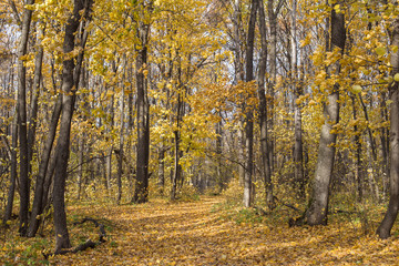 autumn forest