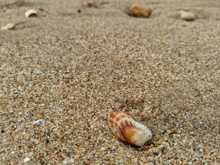 Shell on the sand. Suitable for frameworks, quotes and other projects.