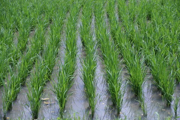Rice padi field, Bali, Indonesia