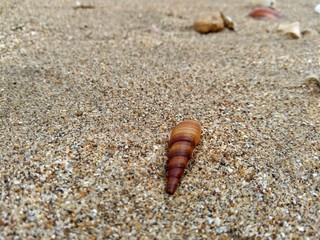 Shell on the sand. Suitable for frameworks, quotes and other projects.