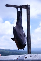 Hanging bat, Bali, Indonesia