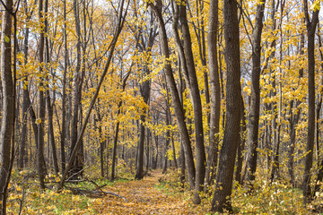 Obraz premium autumn forest