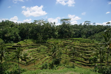Padi field in Bali, Indonesia