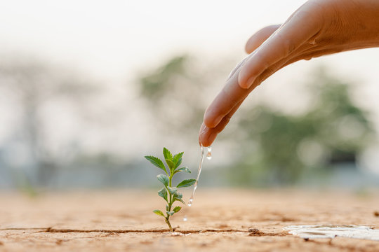 Hand nurturing and watering young baby plants growing in germination sequence on fertile soil