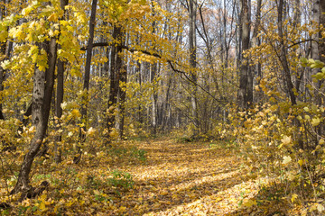 autumn forest