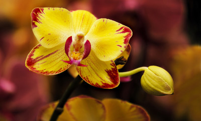 Fototapeta na wymiar Orchid flower with bud