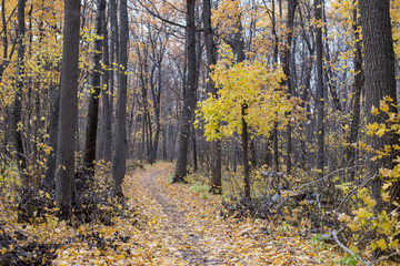 Fototapeta premium autumn forest