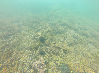 Fototapeta na wymiar Colorful corals under the sea in Thailand.