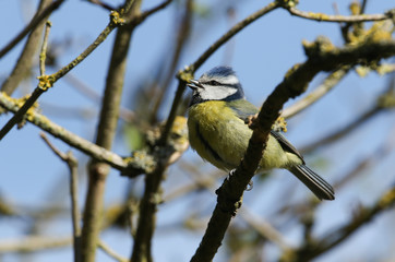 A sweet Blue Tit, Cyanistes caeruleus, perched on a branch of a tree singing in spring.